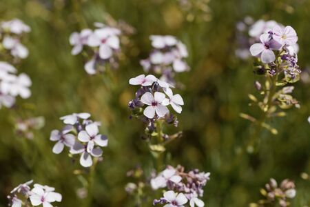 Macro photo of flowers of the stonecress Aethionema grandiflorumの写真素材