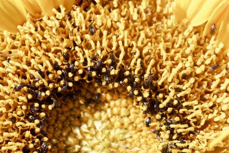 Detail of a sunflower with pollen beetle, Brassicogethes aeneus, a dangerous parasite on garden flowers.の写真素材