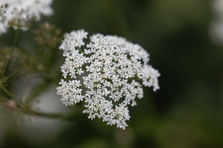 Macro photo of Greater burnet-saxifrage flowers, Pimpinella major.の写真素材