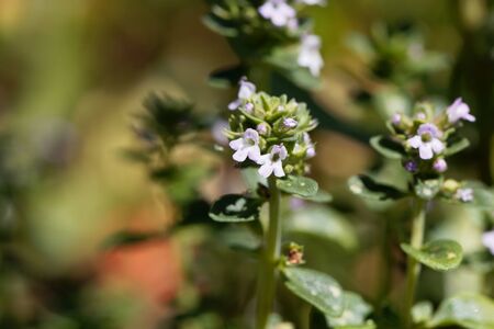 Macro photo of of lemon thyme flowers, Thymus citriodorus.の写真素材