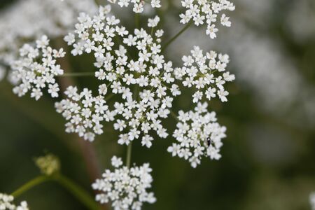 Macro photo of greater burnet-saxifrage flowers, Pimpinella major.の写真素材