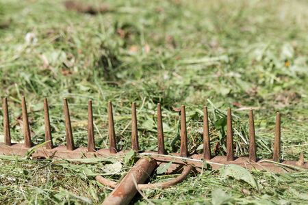 An old style rake in fresh mowed hay.の写真素材