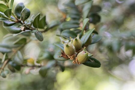 Fruits of a common box tree, Buxus sempervirens.の写真素材