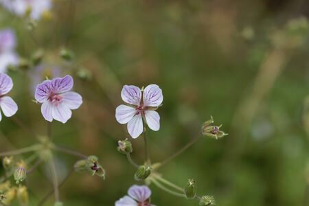 Flower of the storksbills species Erodium foetidumの写真素材