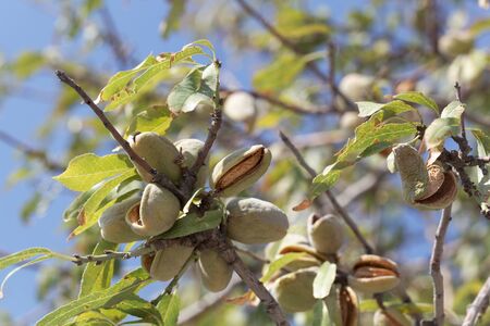Branches of an almond tree, Prunus dulcis, with fruits.の写真素材