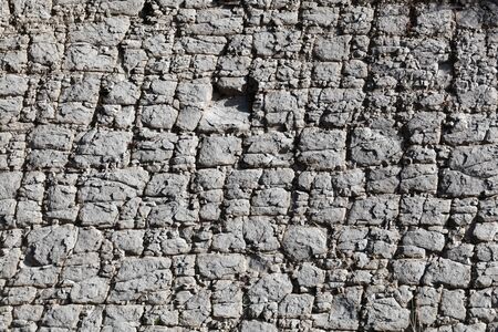 The surface of a nodular limestone of Palaeogene age from the Pyrenees in Spain.
