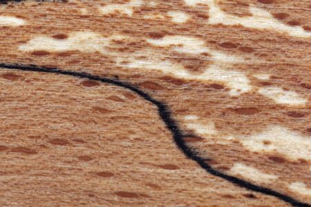 Macro of European beech wood, Fagus sylvatica, the black layers are a fungi infection.