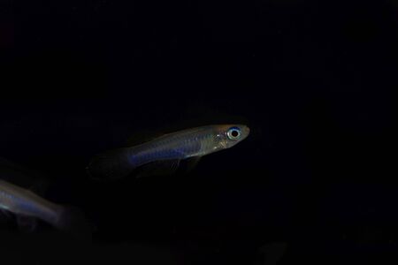 Norman lampeye, Poropanchax normani, a small ornamental fish shape Africa, with a black background.
