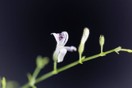 Chireta plant, Andrographis paniculata, a plant used in alternative medicine.の写真素材