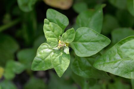 Leaves and flowers of a New Zealand spinach, Tetragonia tetragonioides.