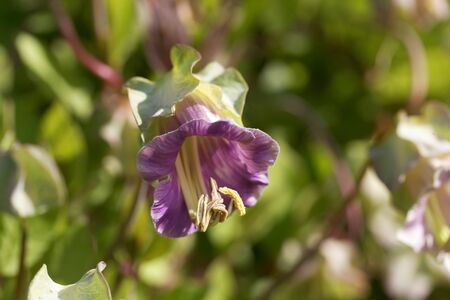 Flower of a cup-and-saucer vine, Cobaea scandens.