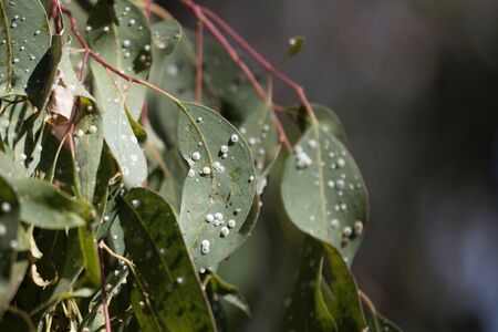 White capsules of the parasitic red gum lerp psyllid Glycaspis brimblecombei, on eucalyptus leaves in Northern Ethiopia.の写真素材