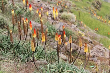Flower of the torch lily Kniphofia foliosa, in the Simien Mountains in Ethiopia, East Africa.の写真素材