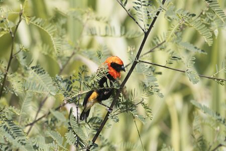 A male Black-winged Red Bishop, Euplectes Horde, hidden in a bush.