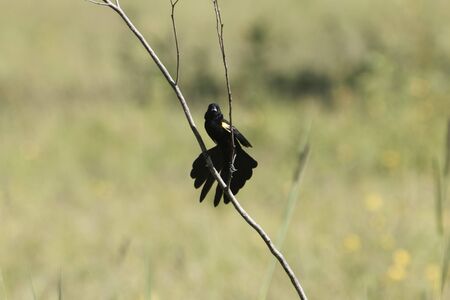 A male yellow-mantled widowbird, Euplectes macroura, in East Africa.