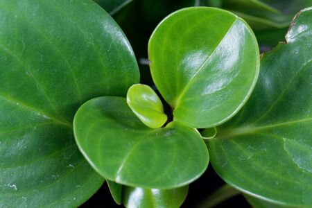 Macro photo of leaves of the baby rubberplant, Peperomia obtusifolia