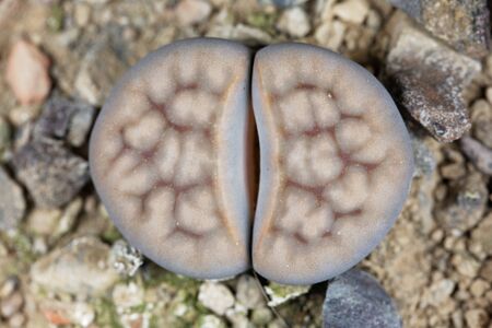 Lithops karasmontana v lericheana, from the Karasburg area in Namibia, C193 region.の写真素材