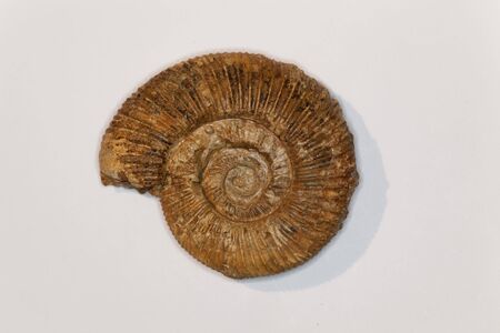 A Parkinsonia ammonite from the middle Jurassic of southern Germany.