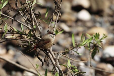 A crimson-rumped waxbill, Estrilda rhodopyga, in a bush. 