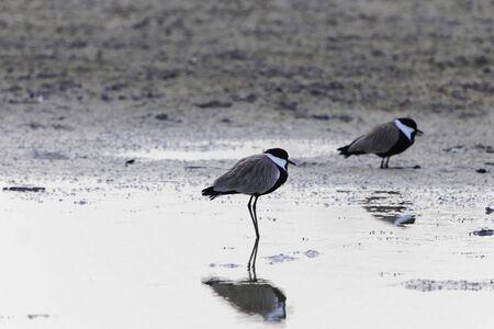 A spur-winged plover, Vanellus spinosus, on a mudflat a Gambiaの写真素材
