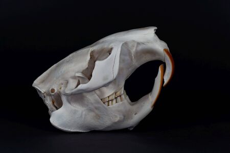 Skull of a Eurasian beaver, Castor fiber, with a black backgroundの写真素材