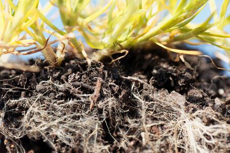 Roots of annual meadow grass or annual bluegrass, Poa annua.