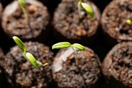 Macro photo of a tomato plant seedling with brown background. の写真素材