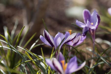 Flower of a Crocus minimus, an endemic species from Corsica and Sardinia. 