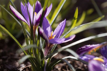 Flower of a Crocus minimus, an endemic species from Corsica and Sardinia. 