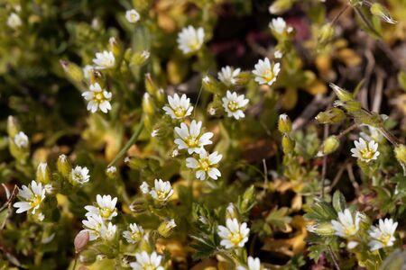 Flower of a sticky mouse-ear chickweed plant, glomeratum.の写真素材