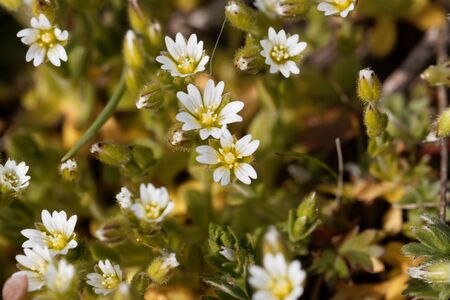 Flower of a sticky mouse-ear chickweed plant, glomeratum.