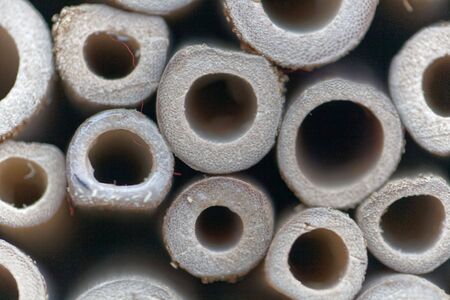 Macro photo of small sawn bamboo stems.