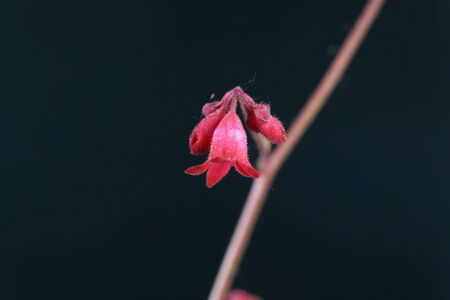 Macro photo of an alumroot or coral bell plant, Heuchera sanguinea, with a black background. の写真素材