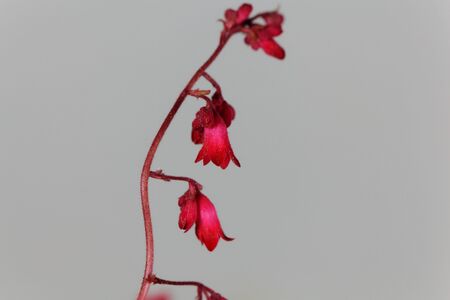 Macro photo of an alumroot or coral bell plant, Heuchera sanguinea. の写真素材