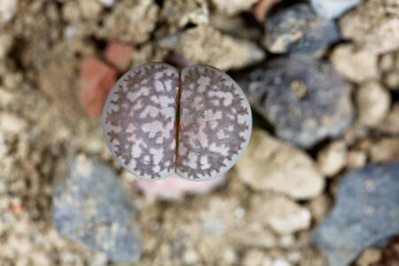 The living stone Lithops salicola, from South Africa, area C86