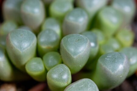 Leaves of the window plant Fenestraria rhopalophylla ssp aurantiaca, from South Africaの写真素材