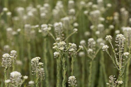 Field pepperwort flowers, Lepidium campestre, in a field