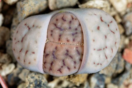 The living stone Lithops schwantesii, from Namibia, area C190の写真素材