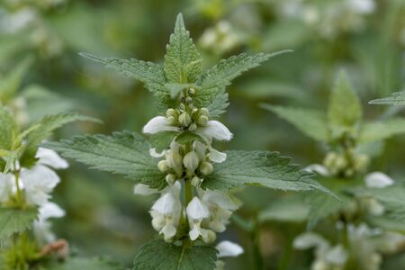 Flowers of a white dead nettle, Lamium album.