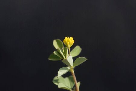 Flower of a little bur-clover, Medicago minima, with a black background.