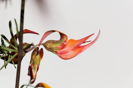 Flower of the bird foot trefoil Lotus maculatus, an endemic plant from Tenerife. With white...
