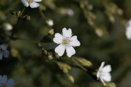 Macro photo of a flower of an alpine gypsophila, Gypsophila repens, の写真素材