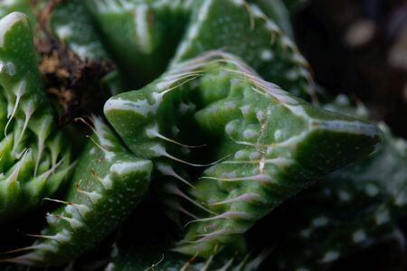 Leaves of the succulent plant Faucaria tuberculosa, from south Africa. 