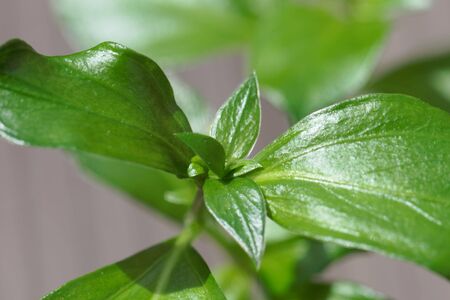 Leaves of a Mushroom plant, Rungia klossii, a culinary herb, originating in Papua New Guinea. 