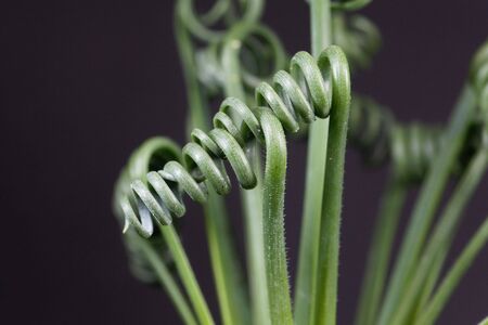 Leaves of a corkscrew albuca, Albuca spiralis, with a black background. の写真素材