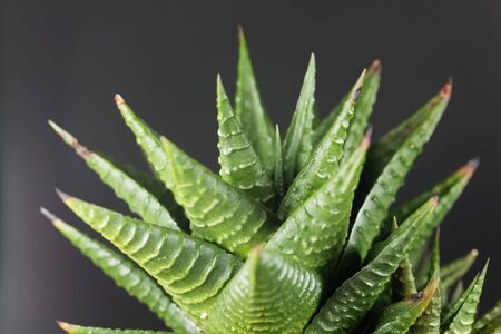 Leaves of a Haworthia limifolia, a succulent plant from South Africa.の写真素材