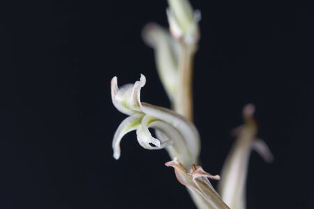 Flower of a Haworthia cymbiformis, from South Africaの写真素材
