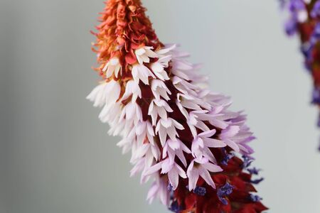 Flower of a Vials primrose, Primula vialii, with a light background.