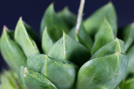 Leaves of a Haworthia cymbiformis, from South Africaの写真素材