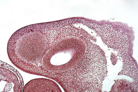 Longitudinal section of a porcine embryo head under the microscope.の写真素材
